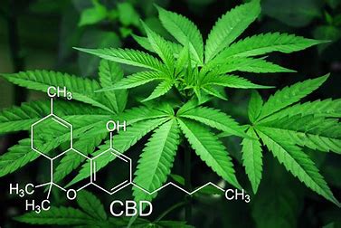 Tout savoir sur le CBD en 2024 : Un guide complet !