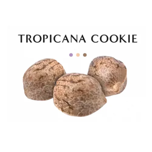 GRAINE CBD - TROPICANA COOKIE - High CBD