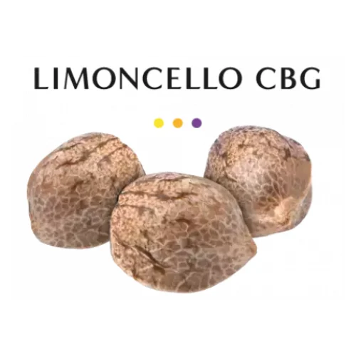 GRAINE CBD - LIMONCELLO CBG - High CBD