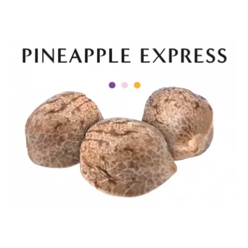 GRAINE CBD - PINEAPPLE EXPRESS - High CBD