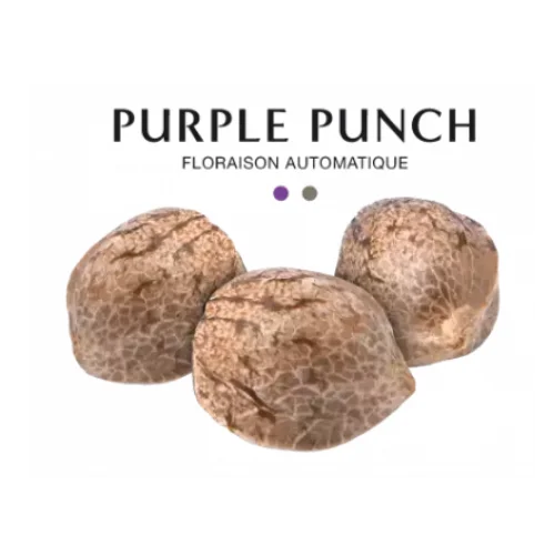 GRAINE CBD - PURPLE PUNCH AUTOMATIQUE - High CBD